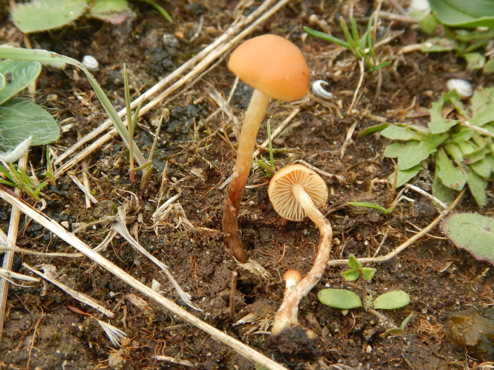 Hypholoma subericaeum